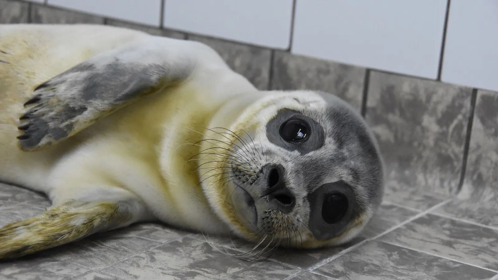 Foto van Stichting Texels Museum