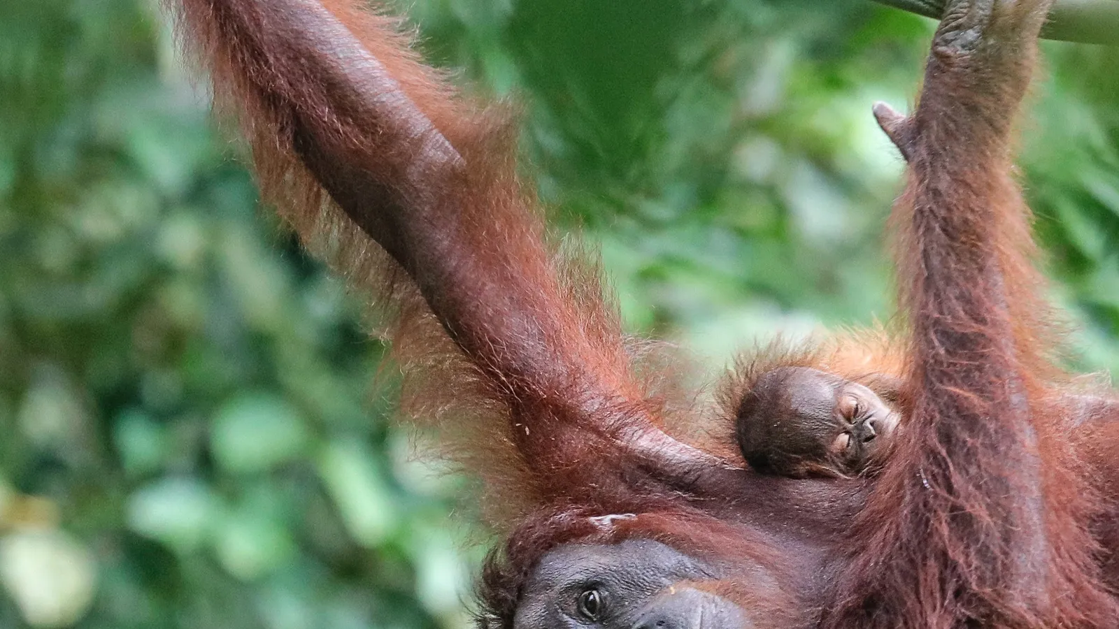 BOS Deutschland e.V. — Borneo Orangutan Survival Deutschland Foto 1