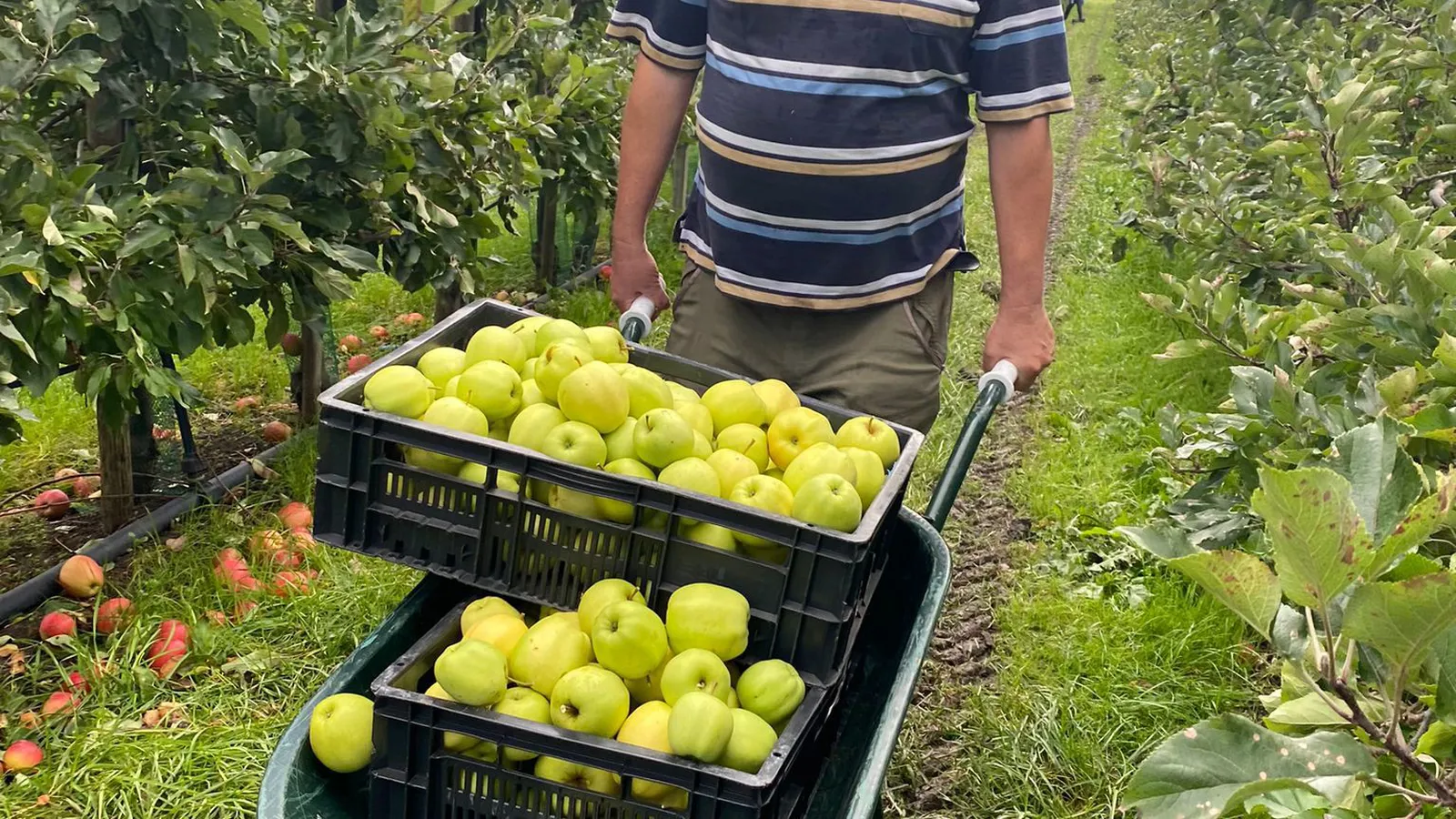 Groente & Fruit brigade foto 4