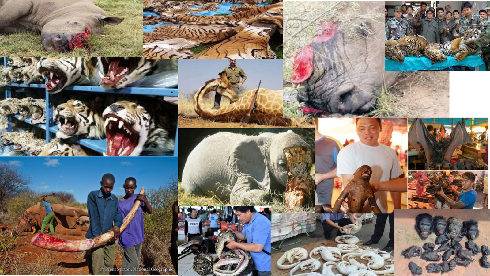 Wildlife Forensic Fund foto 5
