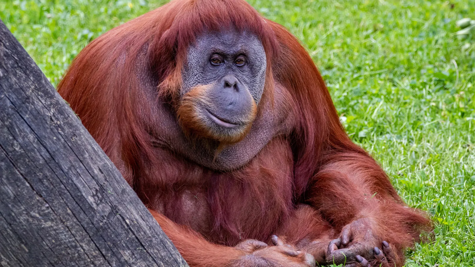 The Orangutan Project (onder Stichting Wildlife Conservation International) foto 3