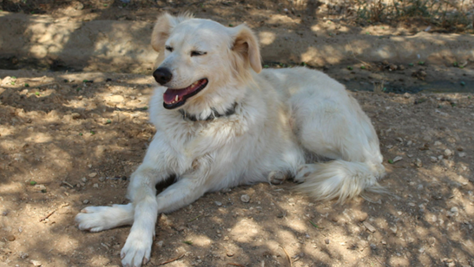 Stray Animal Foundation Platform foto 5