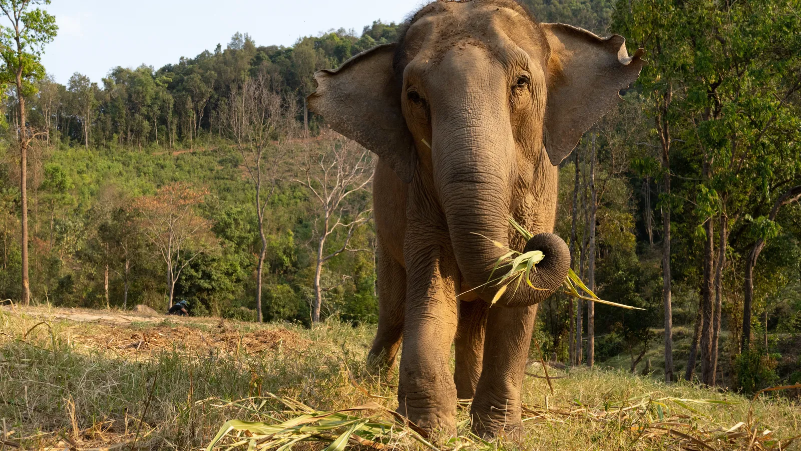 World Animal Protection foto 2