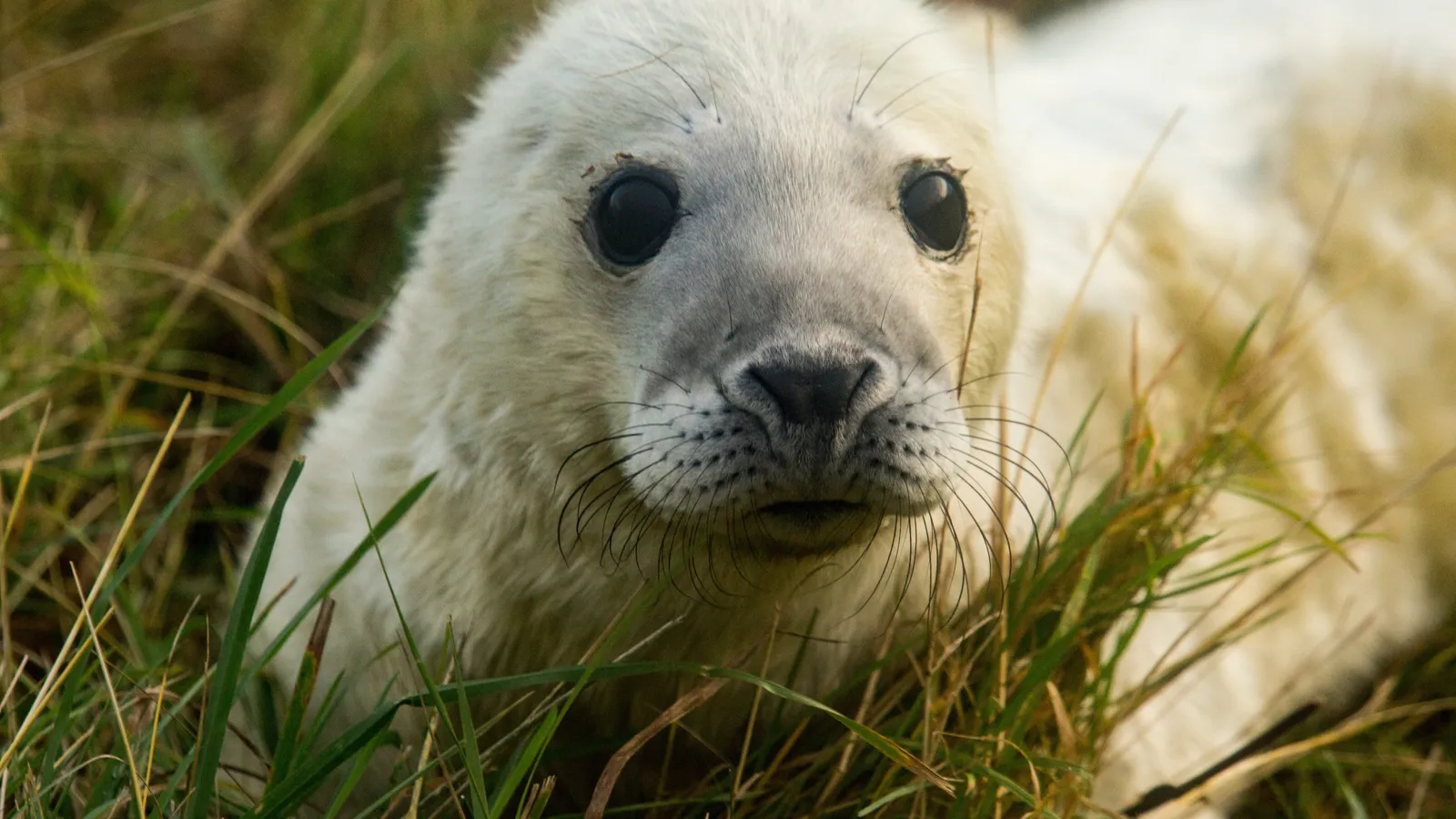 Stichting Bont voor Dieren foto 6