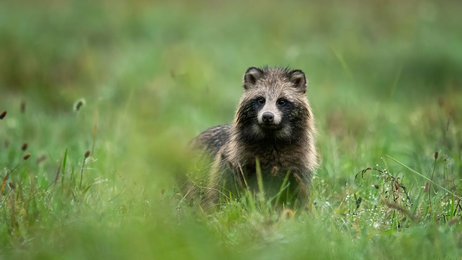 Stichting Bont voor Dieren foto 27
