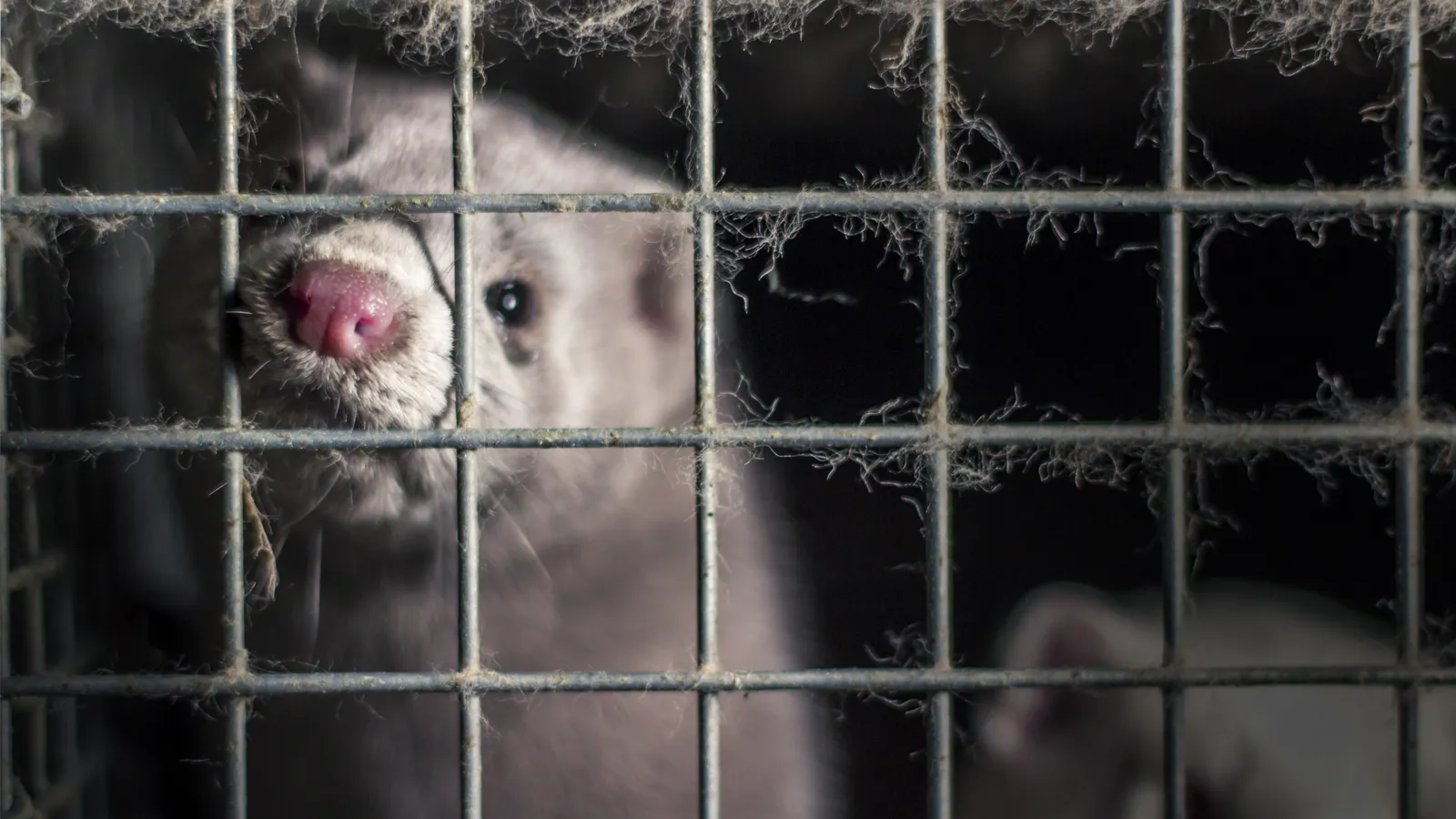 Stichting Bont voor Dieren foto 3