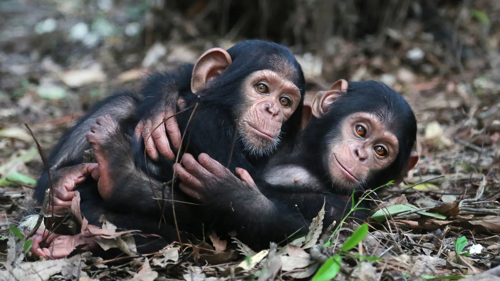 Jane Goodall Instituut Nederland foto 5