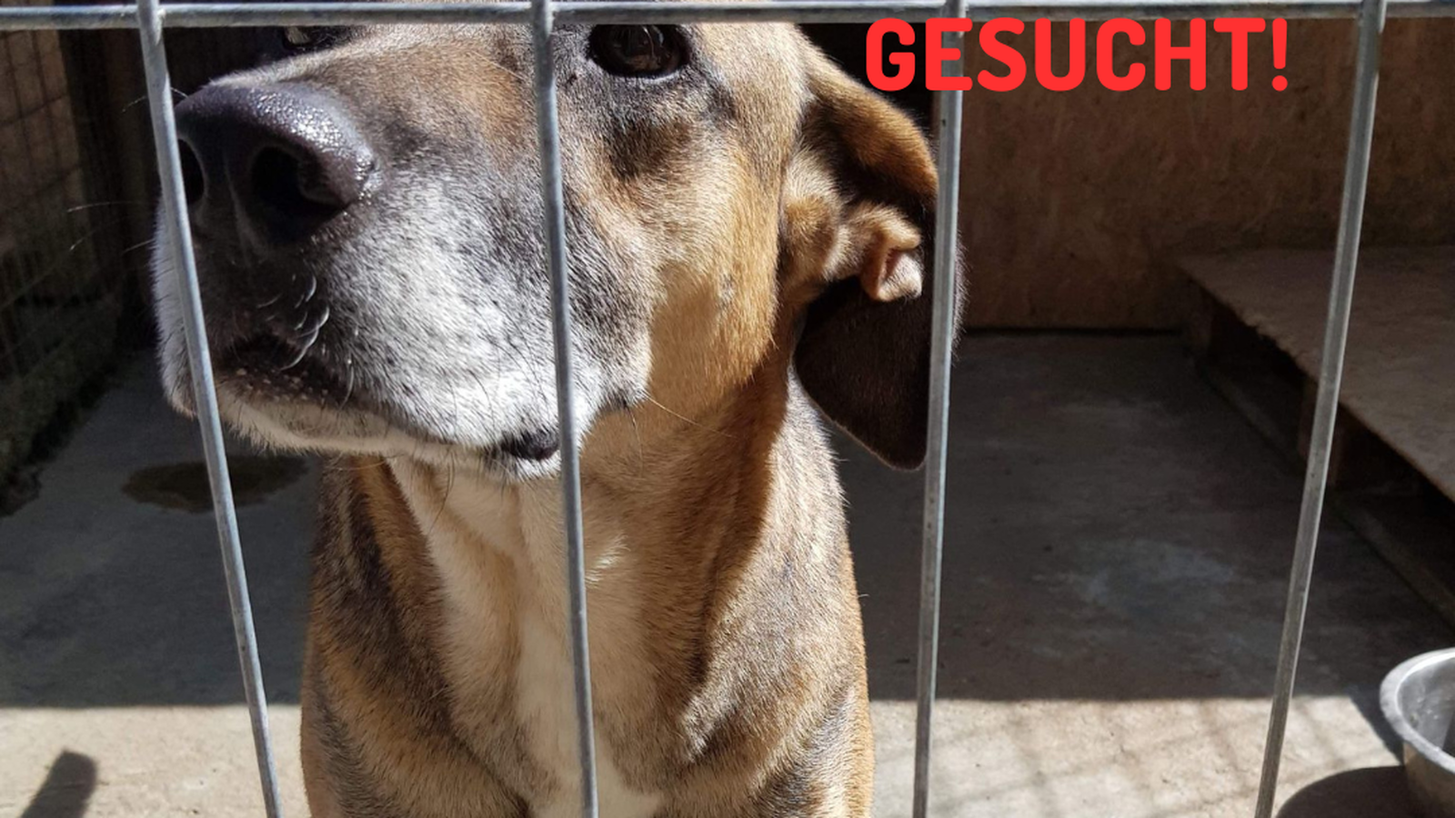 Pfote sucht Glück e.V Foto 1