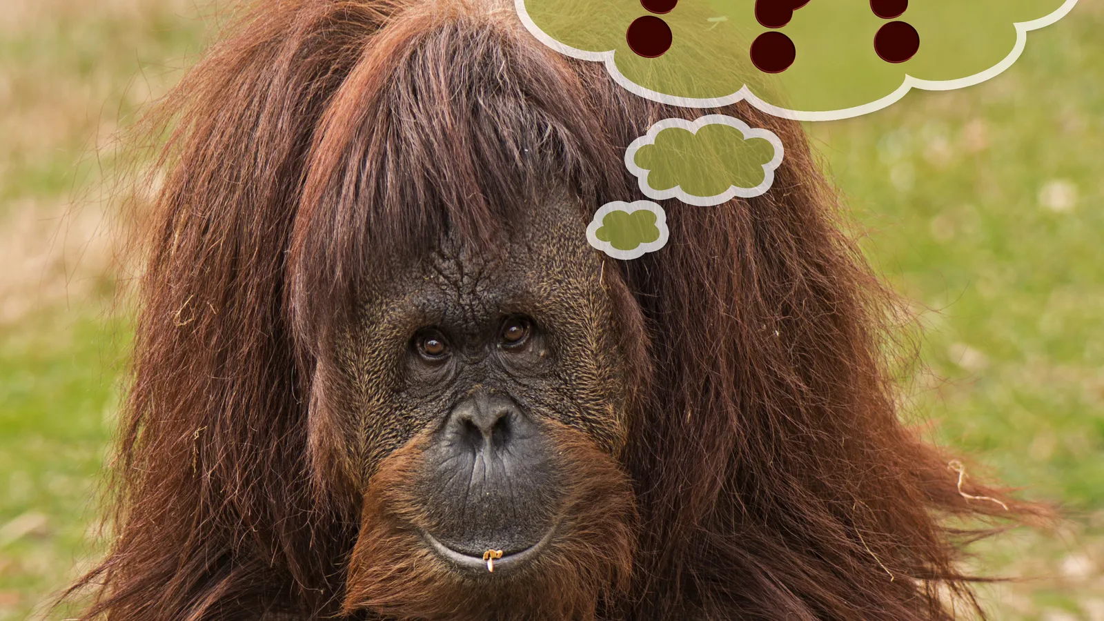 The Orangutan Project (onder Stichting Wildlife Conservation International) foto 4