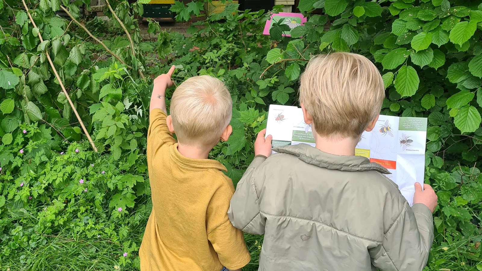 Bijen Educatie Stichting Nederland foto 9