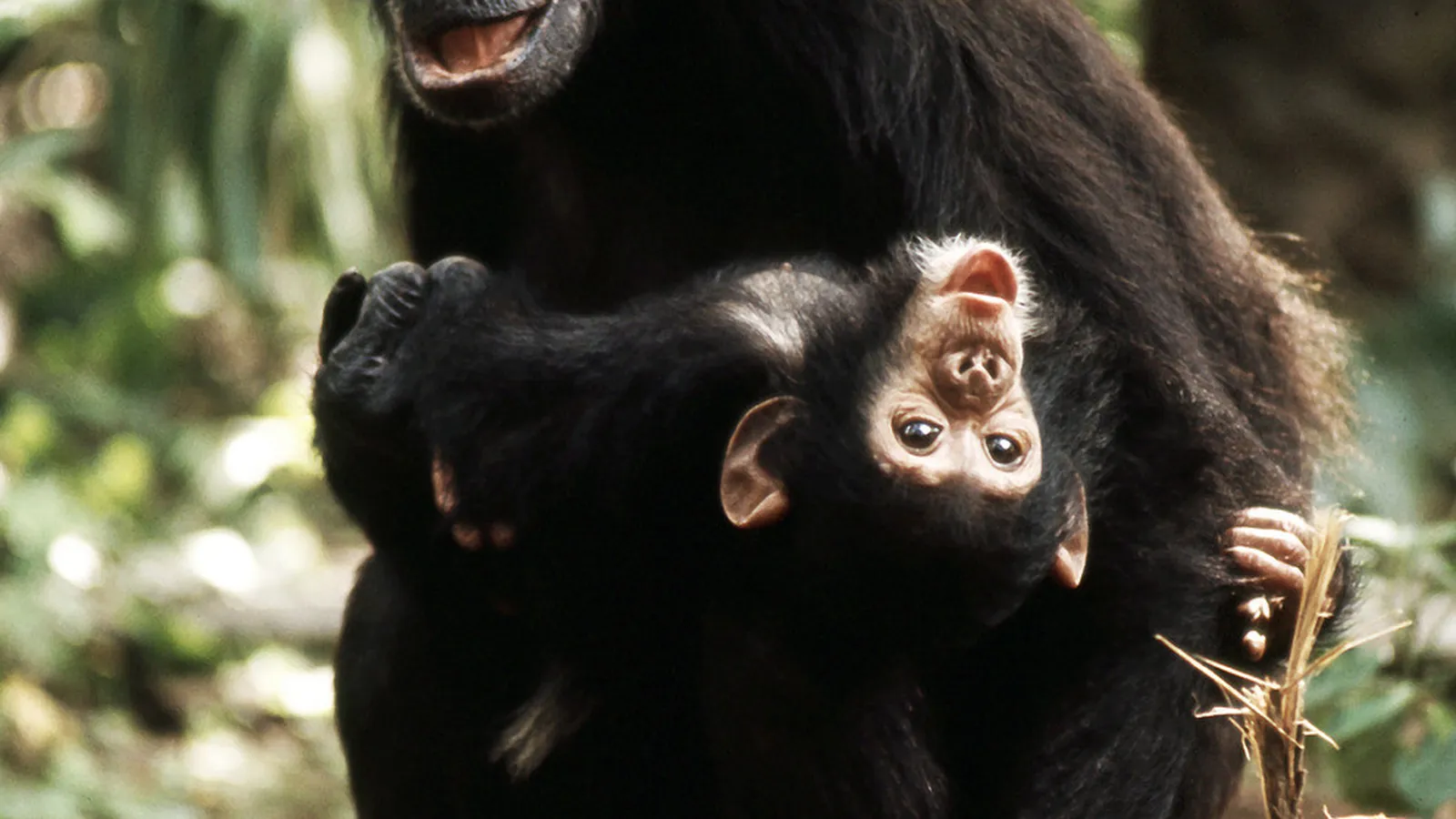 Jane Goodall Instituut Nederland foto 1
