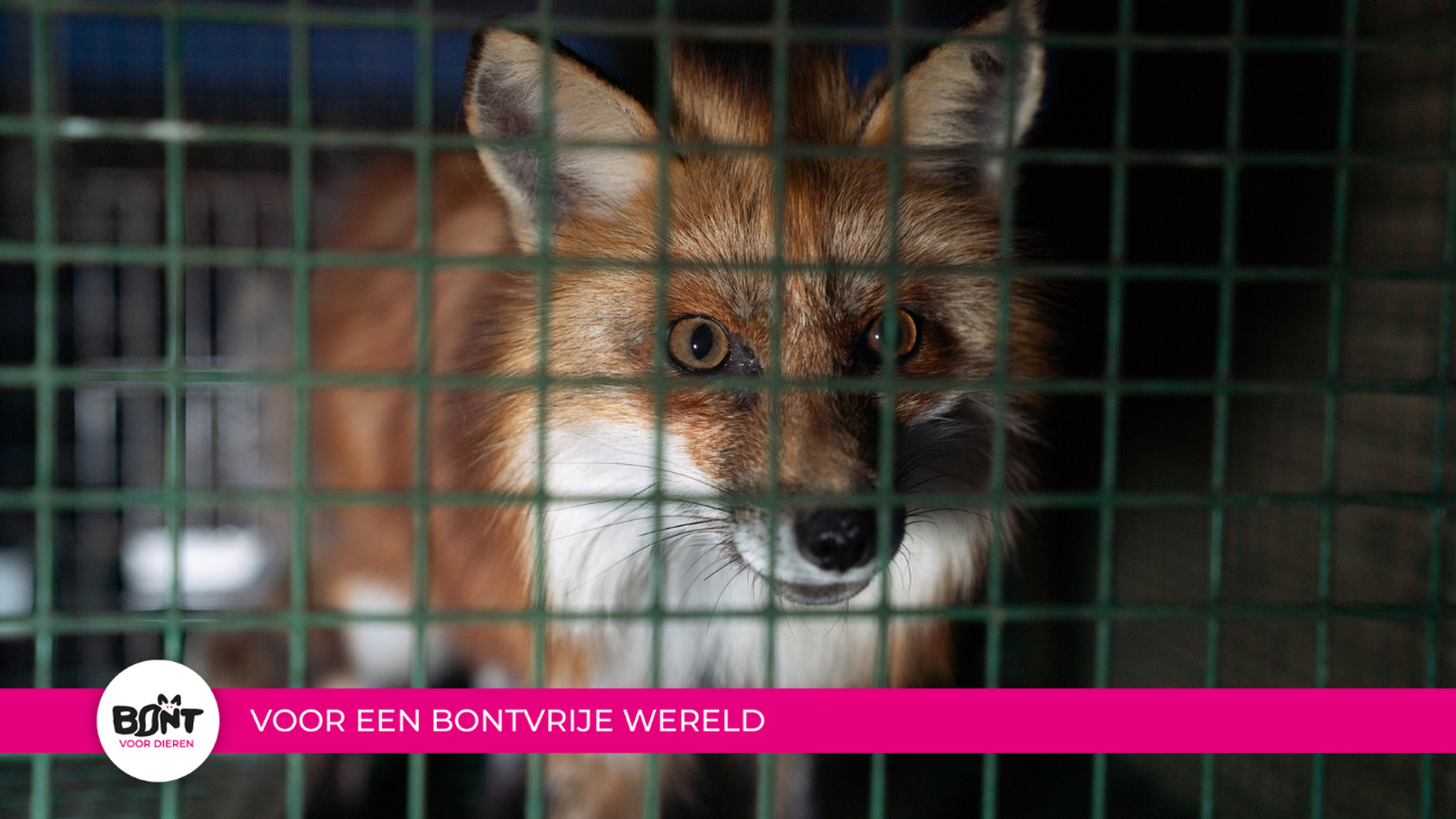Stichting Bont voor Dieren foto 37