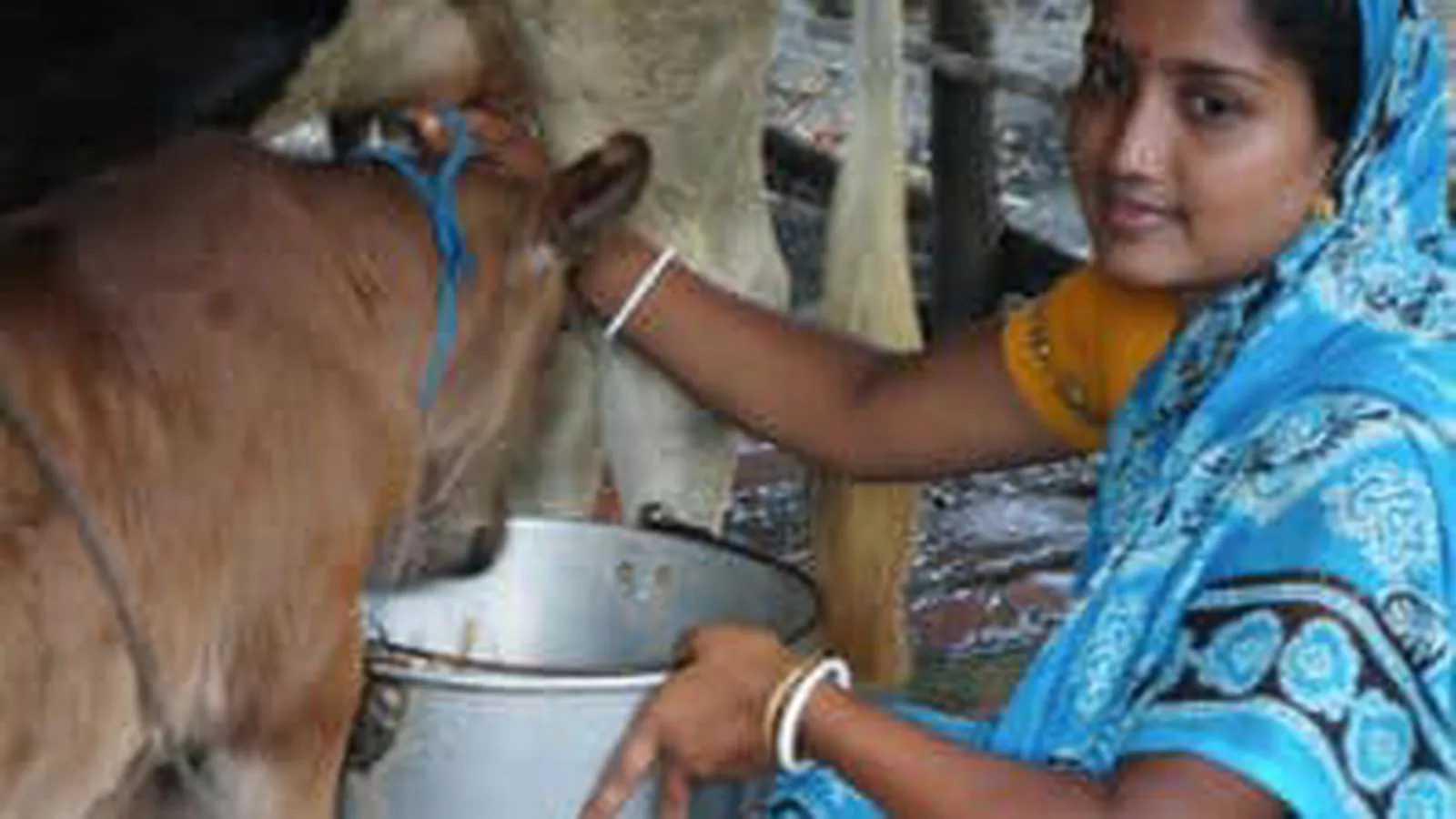 Stichting Natural Livestock Farming foto 1