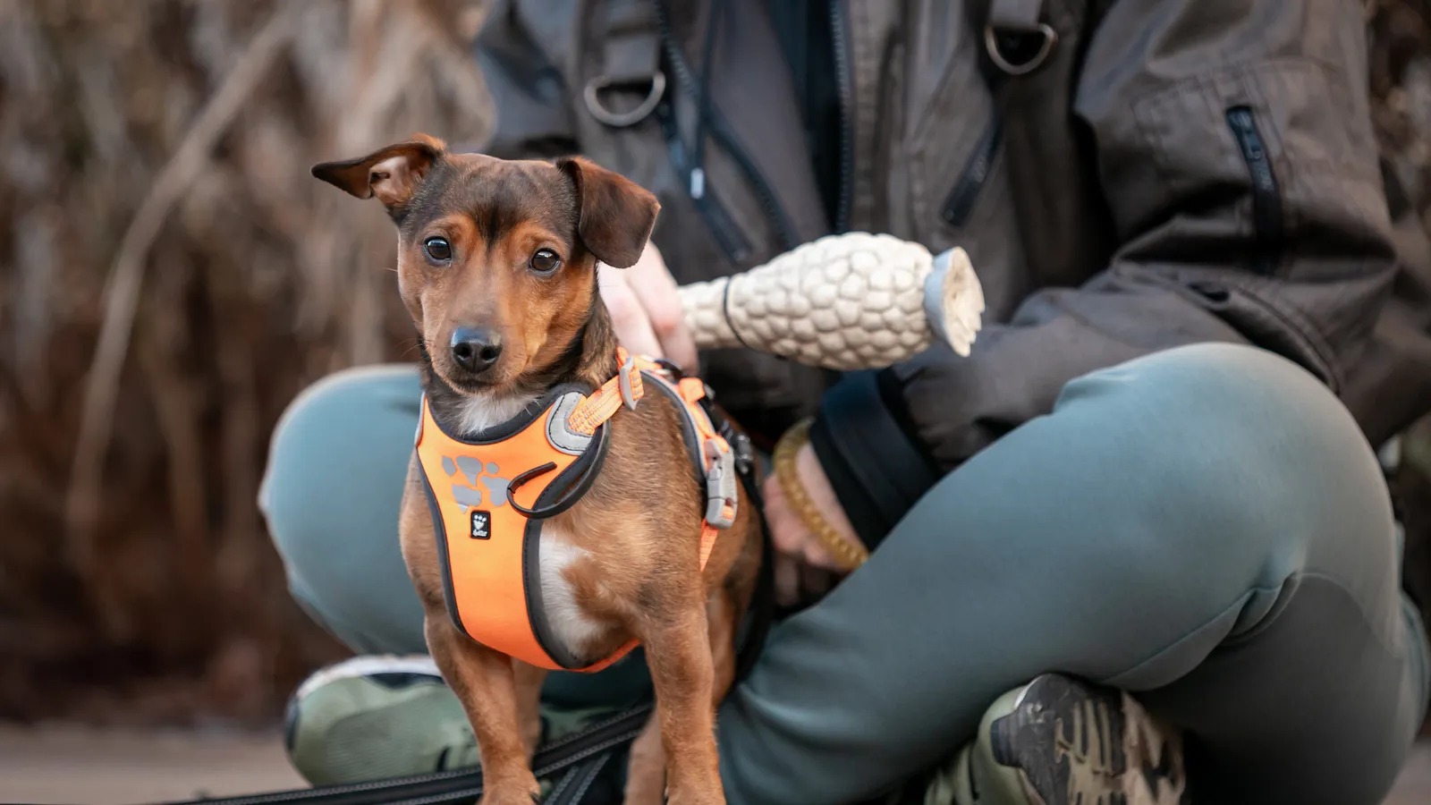 Dutch Cell Dogs foto 3
