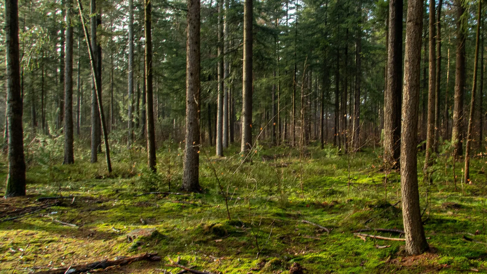 Rechten van de Natuur foto 4