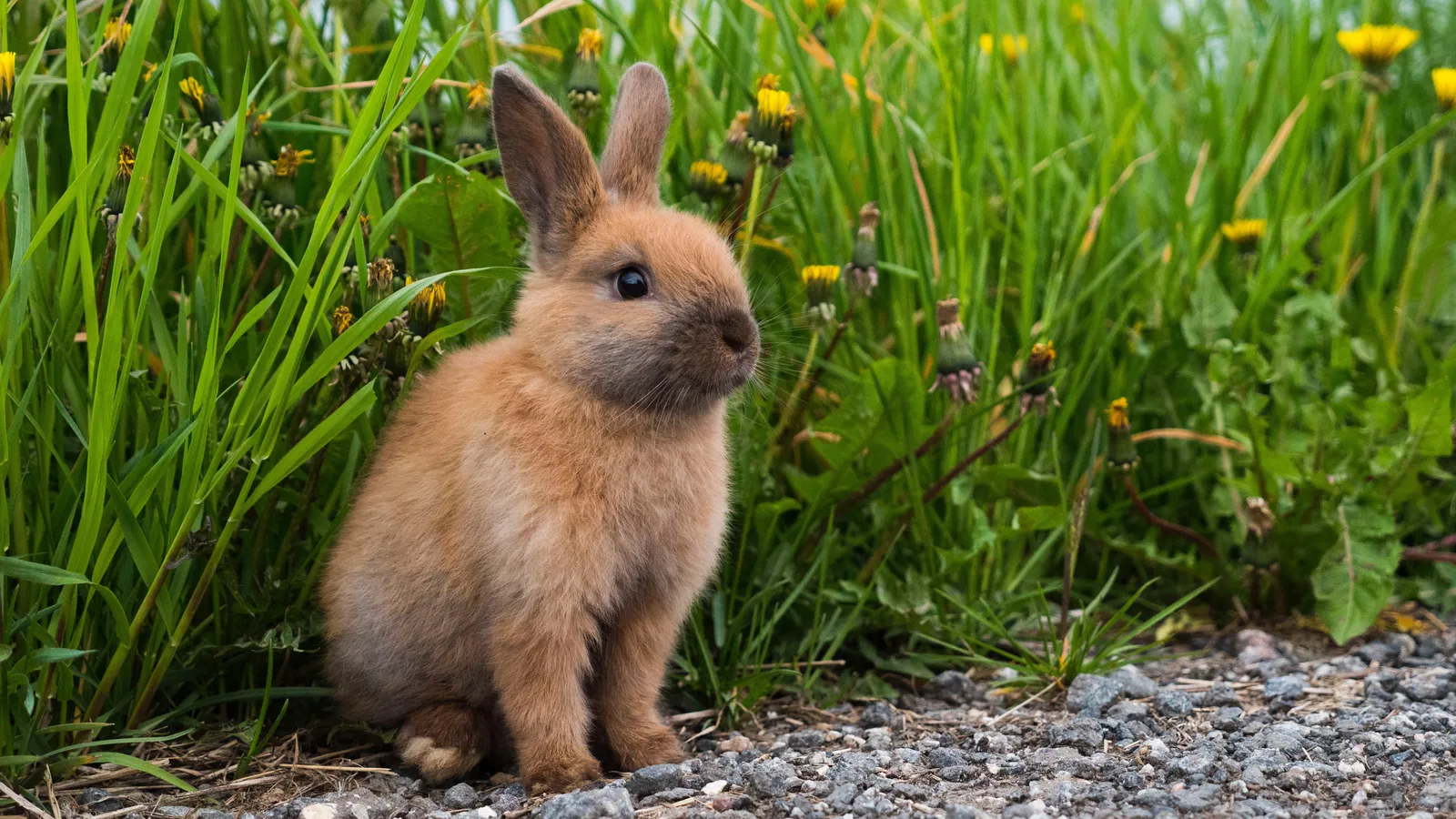 Stichting Animal Rights foto 2
