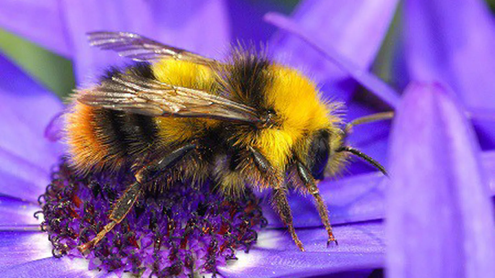 Bijen Educatie Stichting Nederland foto 1