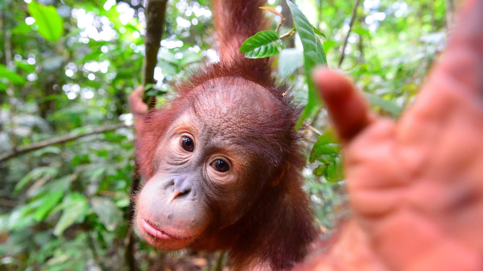The Orangutan Project (onder Stichting Wildlife Conservation International) foto 5