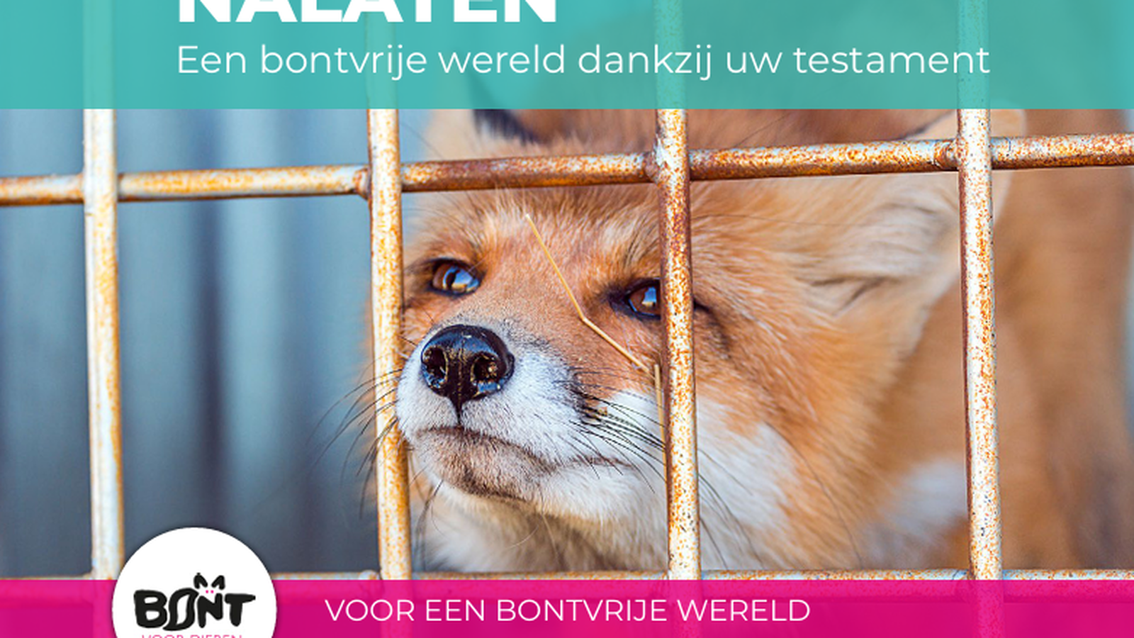 Stichting Bont voor Dieren foto 1