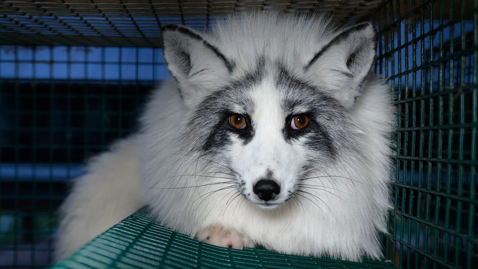 Stichting Bont voor Dieren foto 35