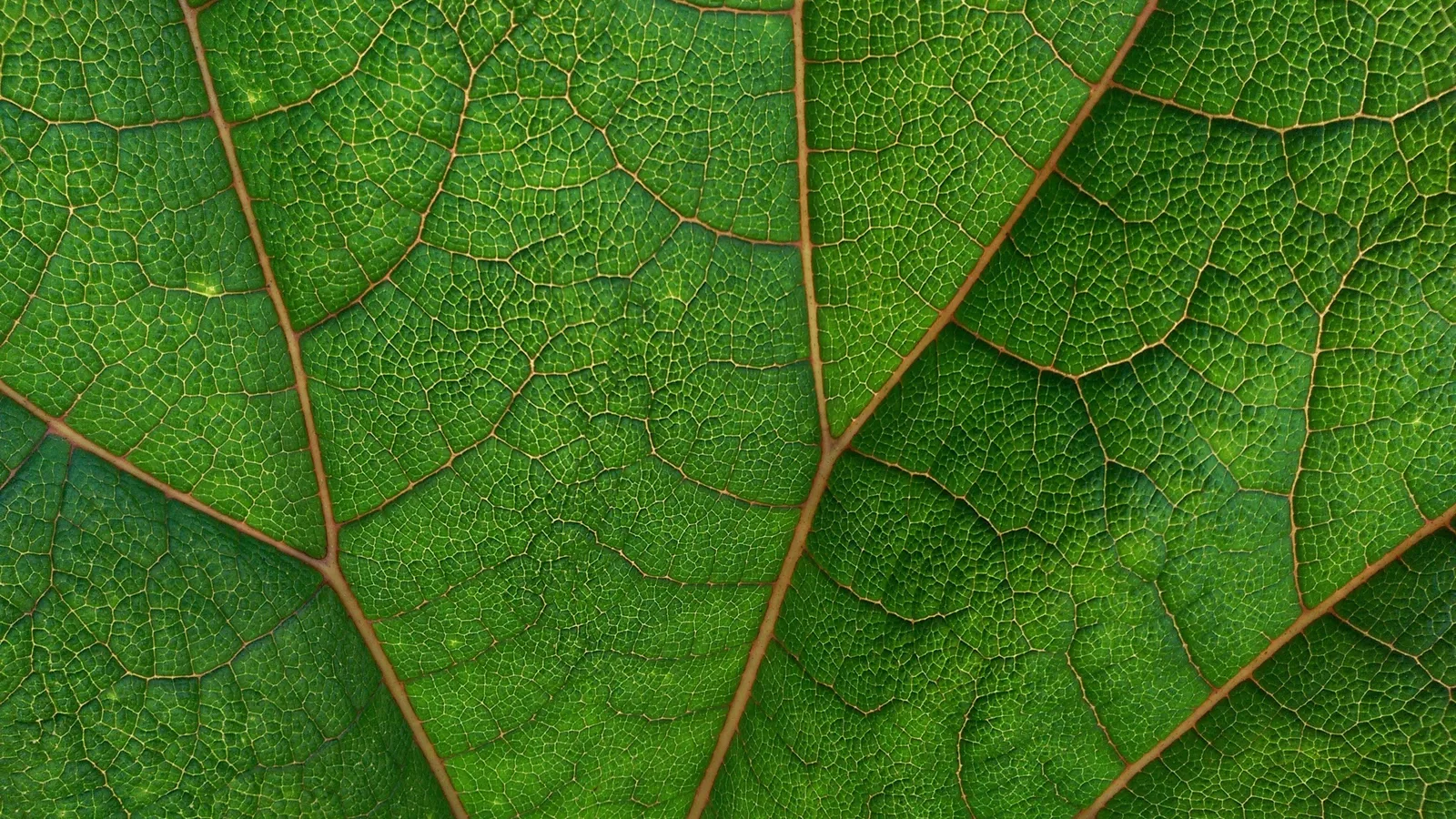 WildHub foto 1