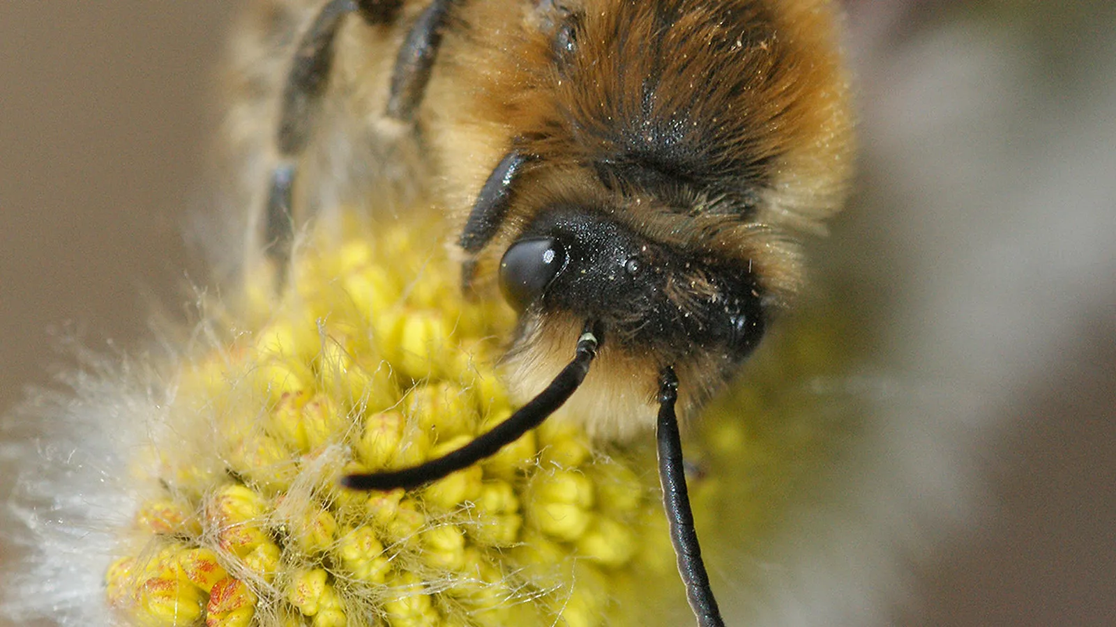 Bijen Educatie Stichting Nederland foto 17