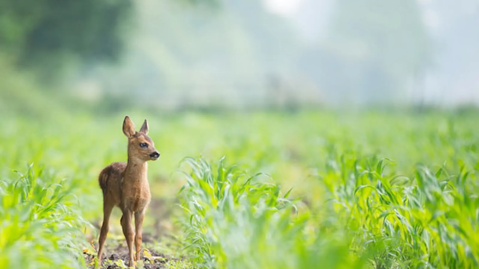 Stad & Natuur Almere foto 5