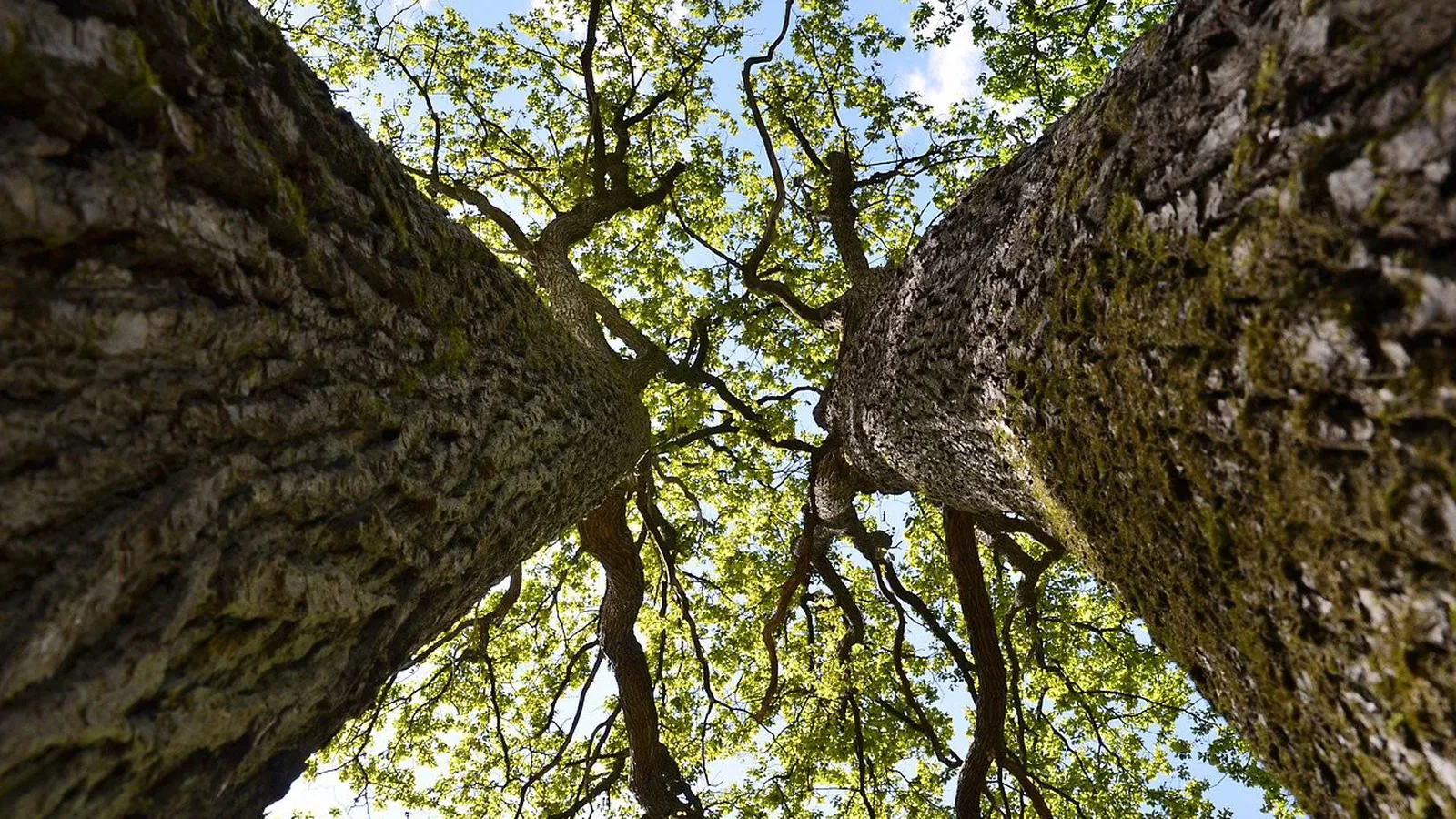 Stichting Boes Bos foto 4