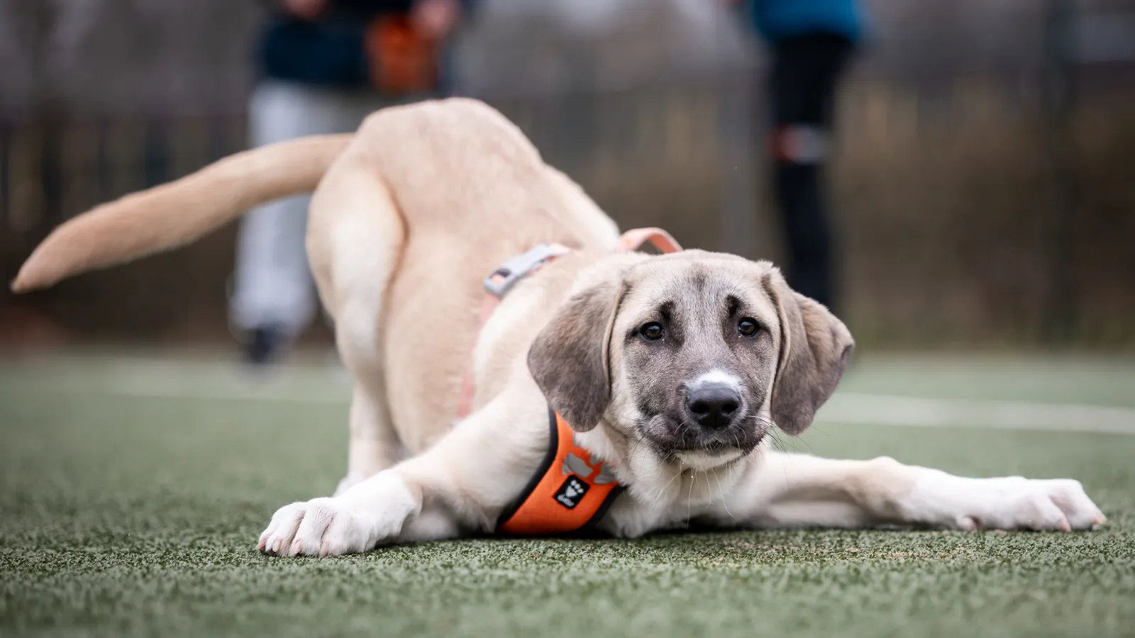 Dutch Cell Dogs foto 11