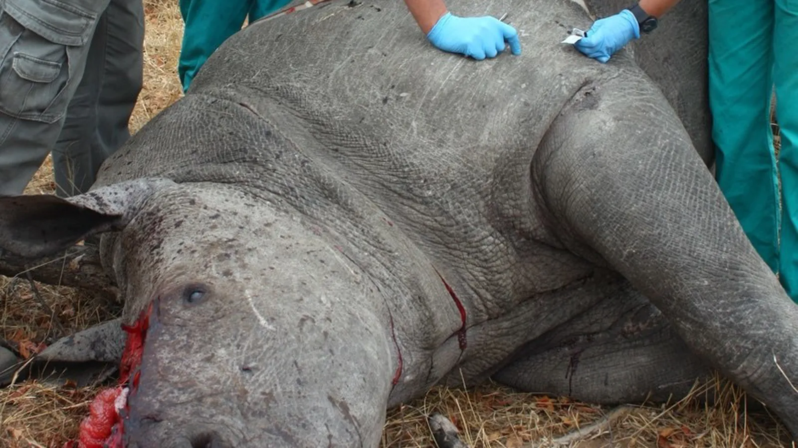 Wildlife Forensic Fund foto 4