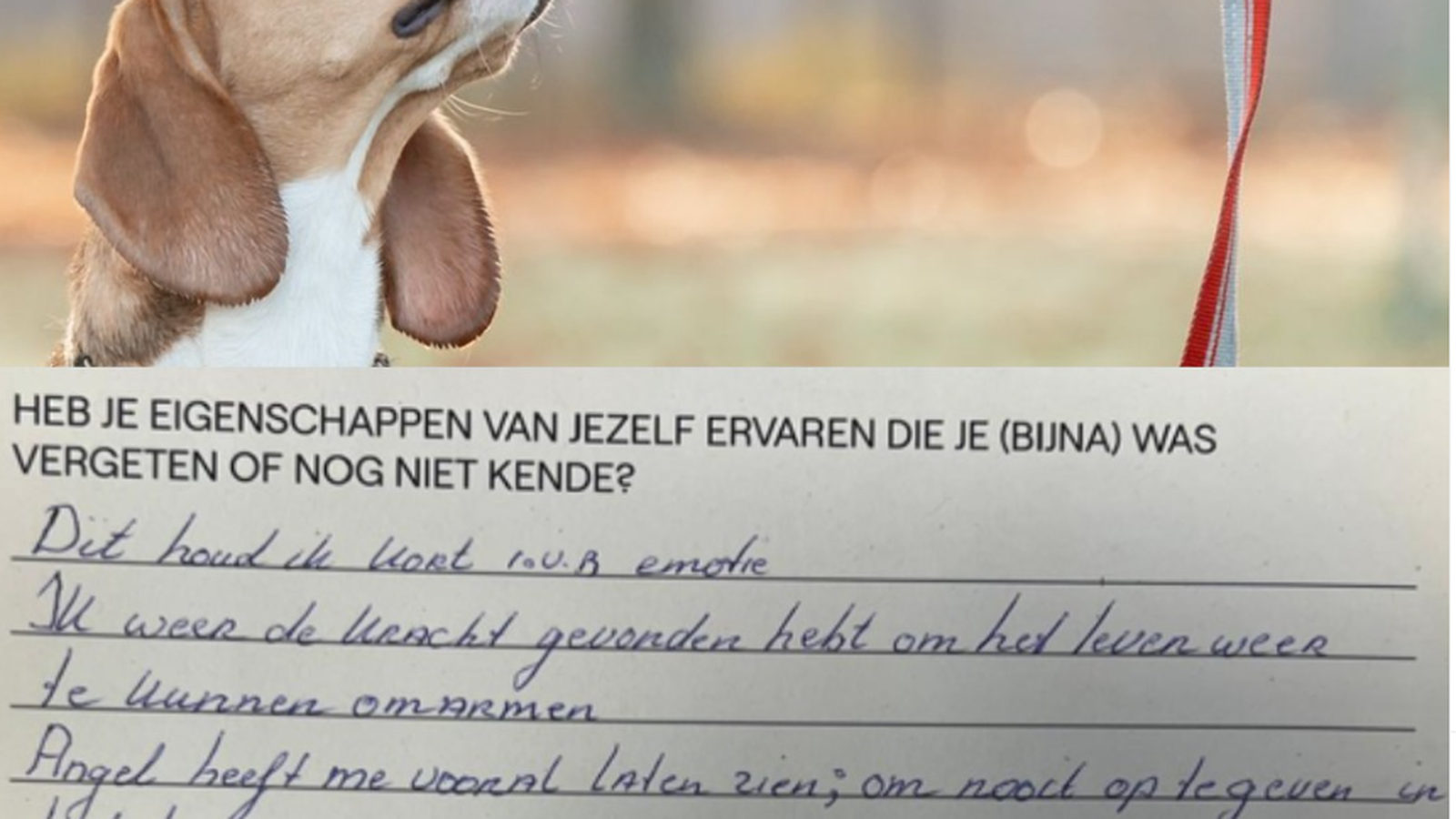 Dutch Cell Dogs foto 6