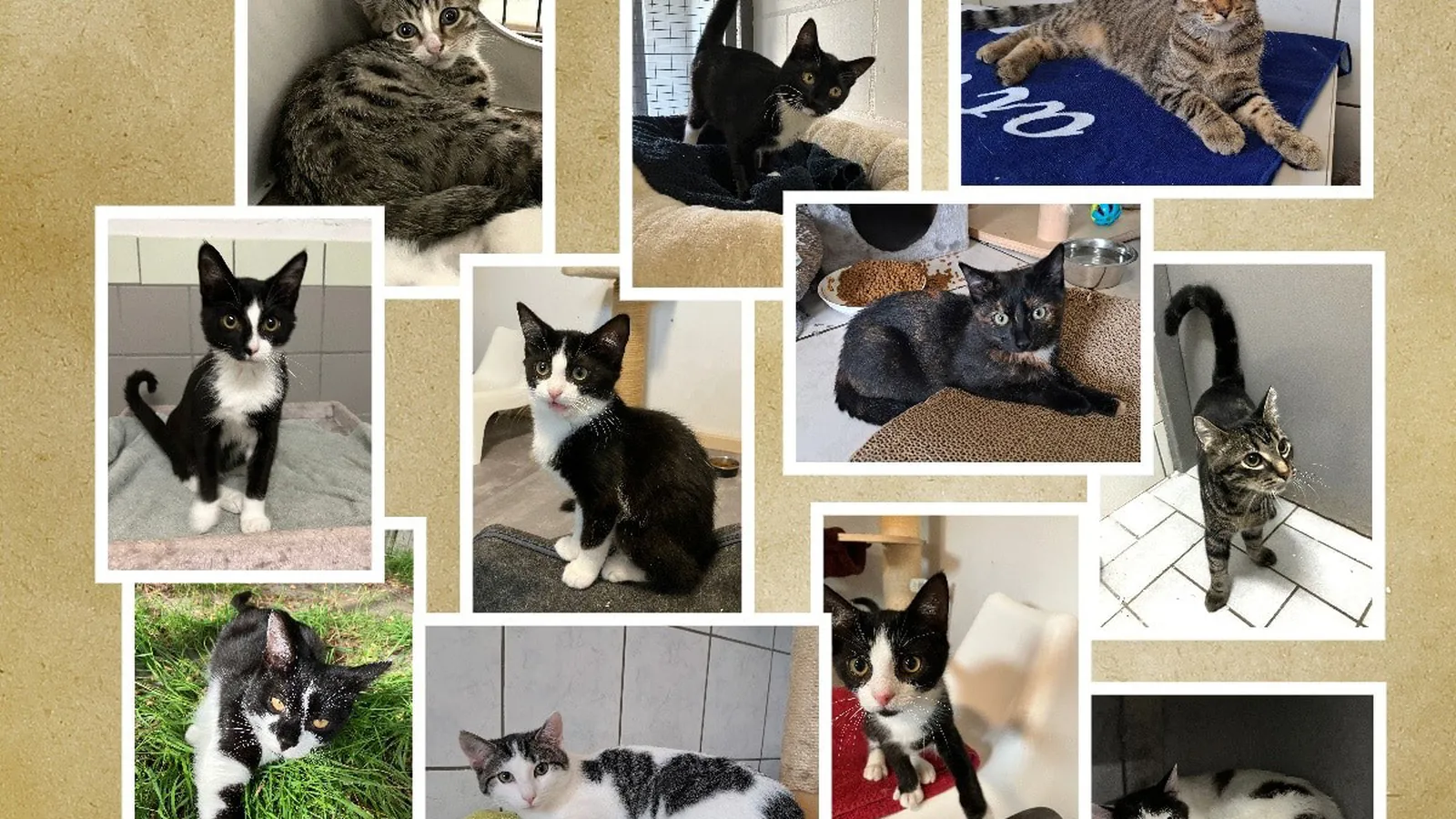 Stichting HoKaZo (Honden- en Kattenzorg Opvang en Opvoeding) foto 1