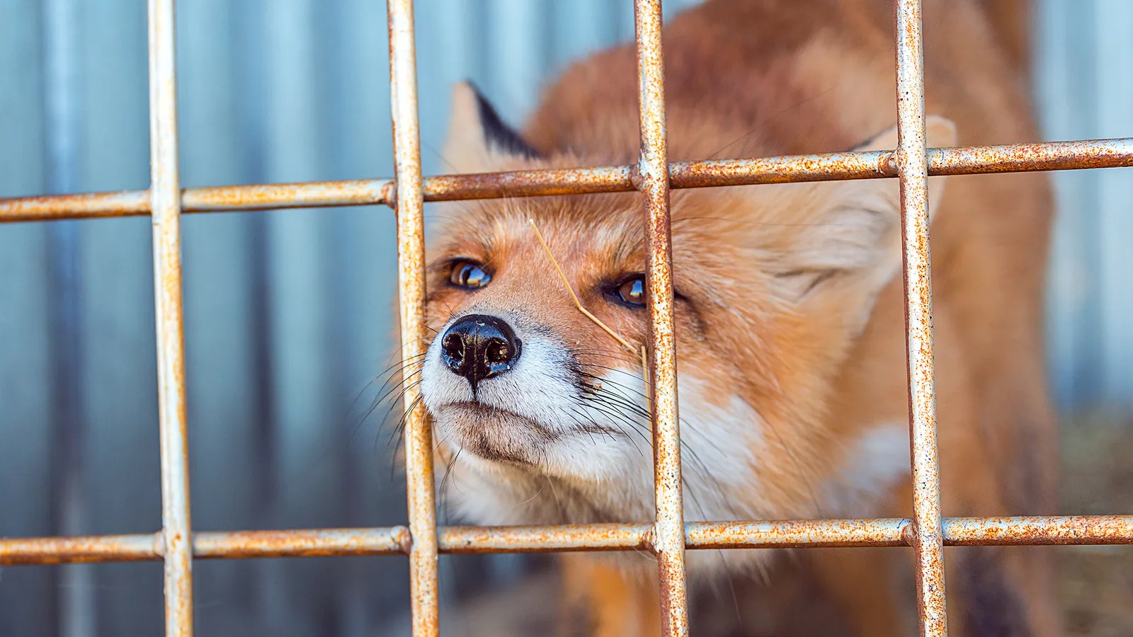 Stichting Bont voor Dieren foto 22