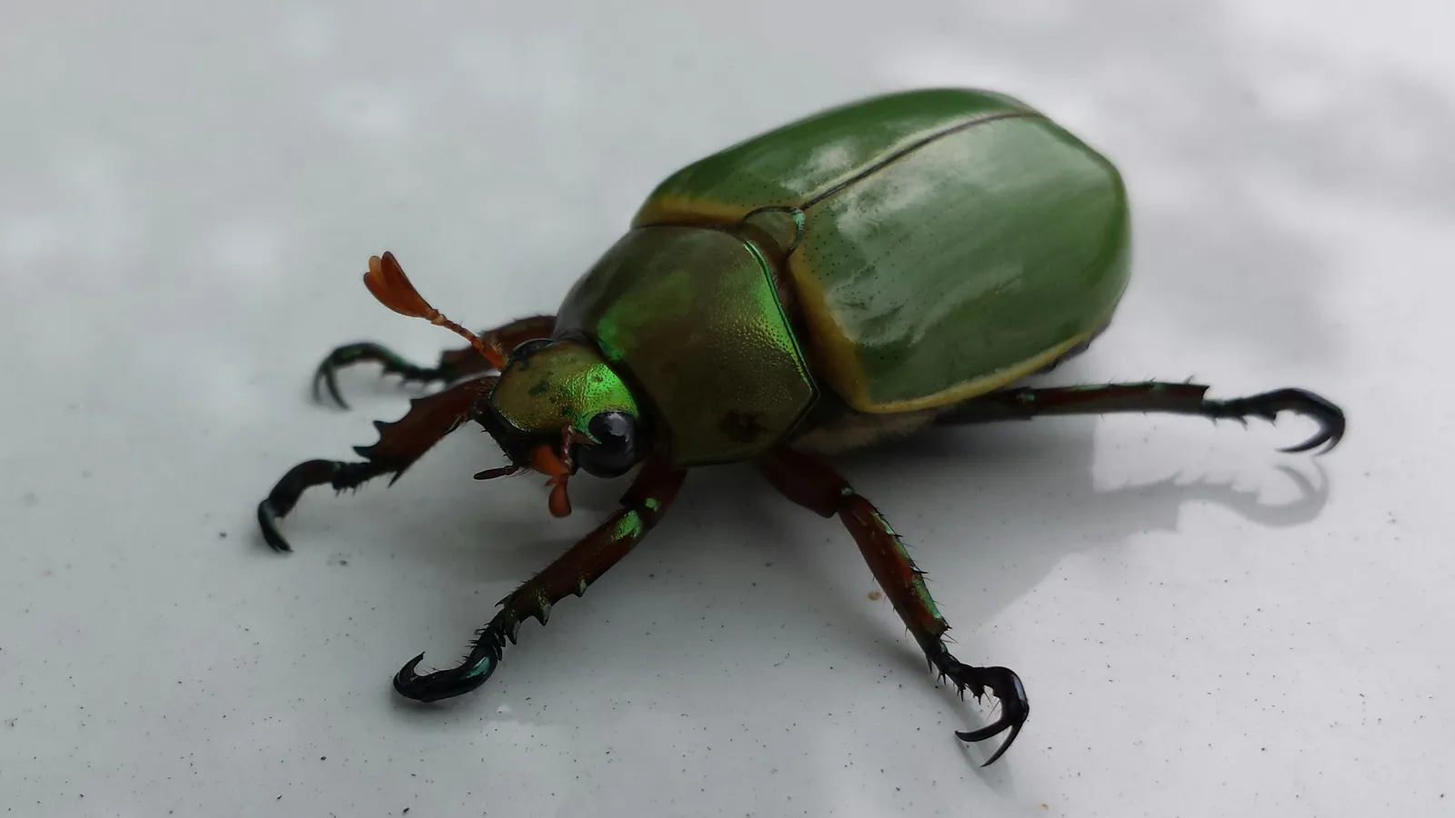 Sfeerbeeld bij het projectidee Bug fixes
